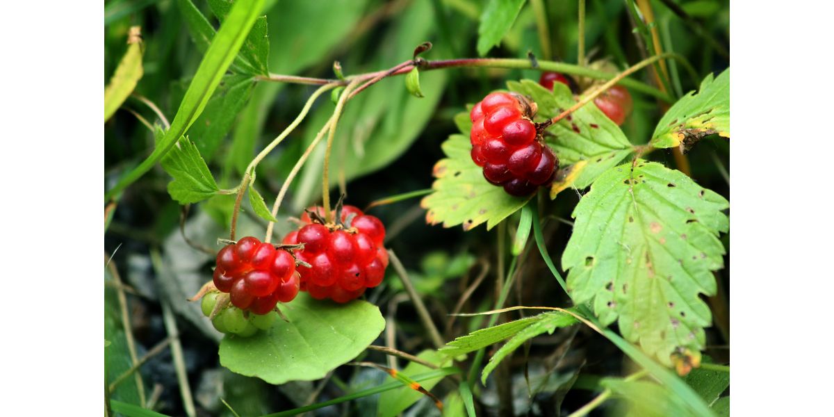 Rubus arcticus - Mesimarja : lainattava näyttely