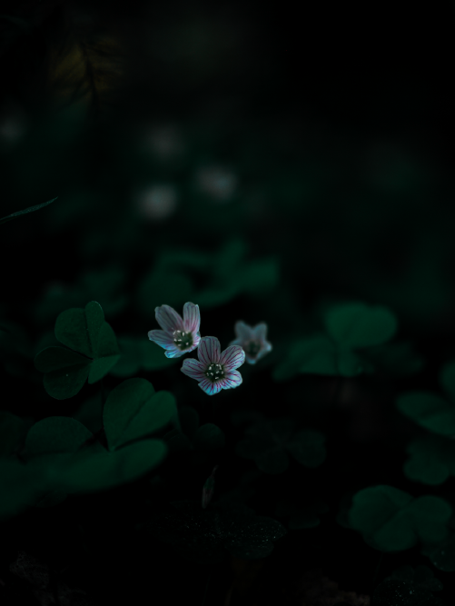 Artboard 3_13@72x.webp